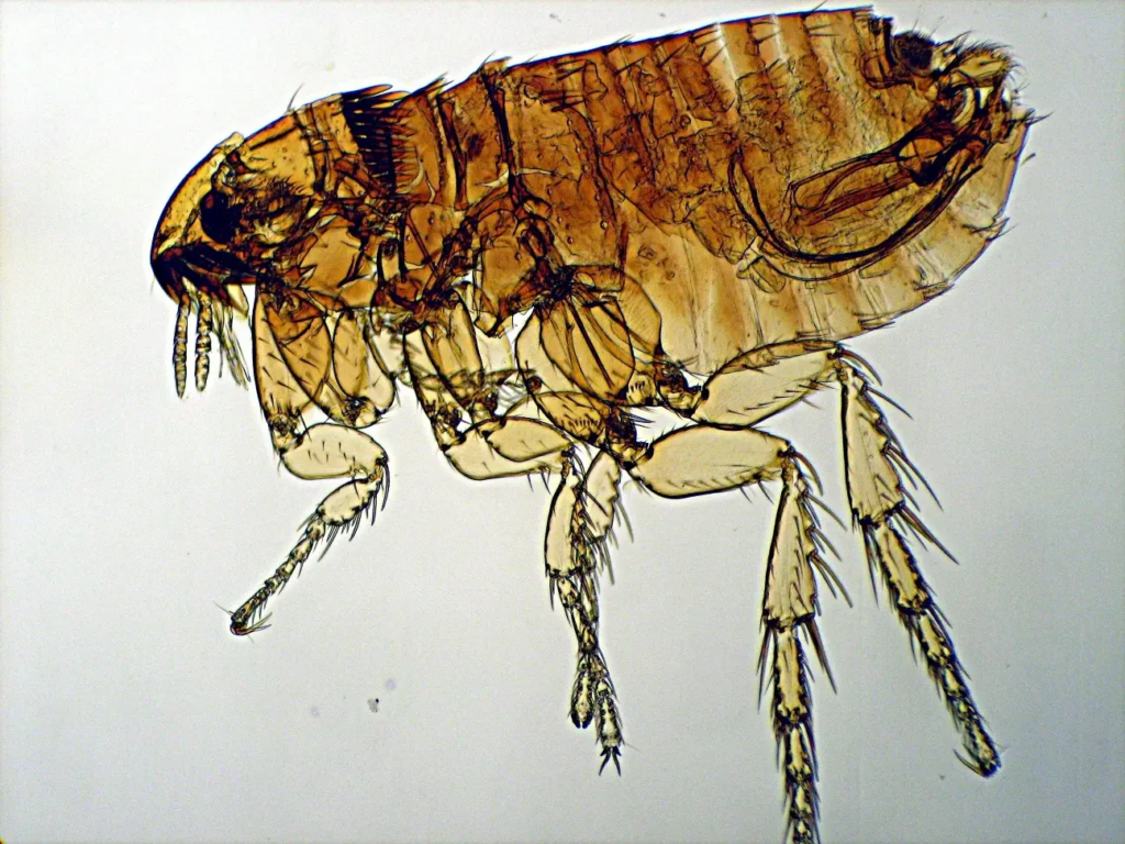 Microscopic image of a flea, displaying its transparent body, segmented legs, and distinct exoskeletal structures.