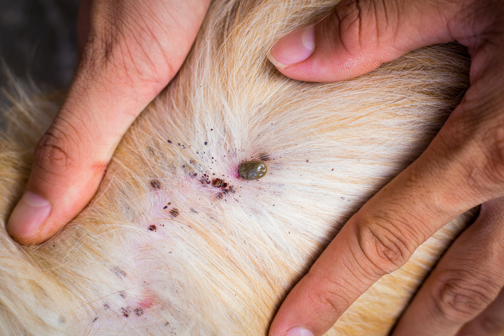 Close-up of a tick attached to a dog's skin, with human hands parting the fur to reveal the parasite and signs of irritation and flea dirt around the bite site.