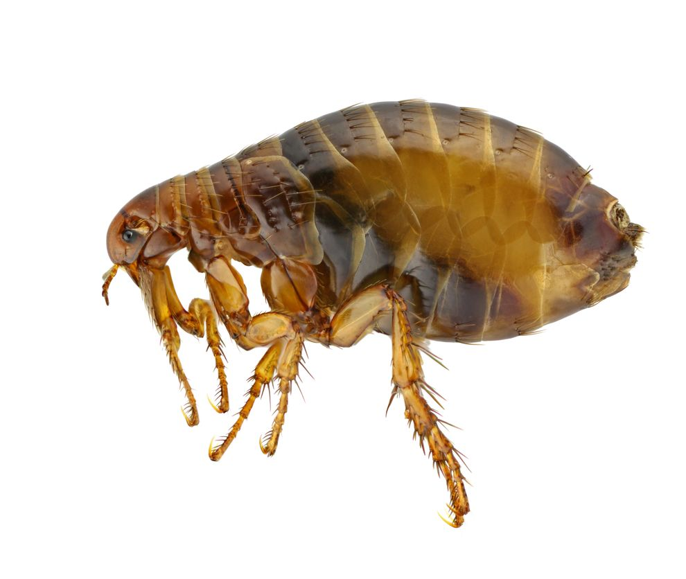 Close-up image of a flea showing its brown, hard-shelled, laterally compressed body with six legs and bristles, adapted for jumping and piercing skin.
