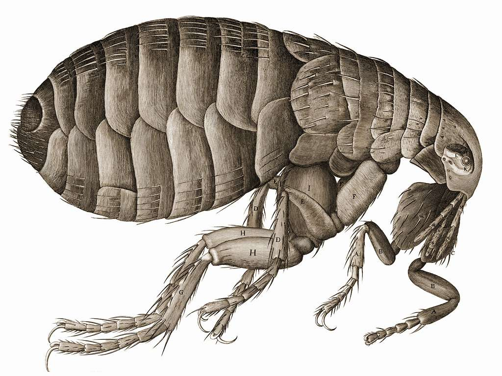 Detailed scientific illustration of a flea, showcasing its segmented body, long legs adapted for jumping, and fine anatomical labels highlighting individual body parts.