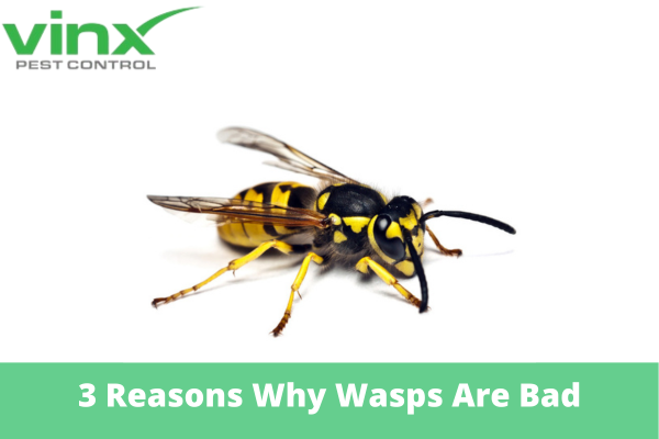 3 Reasons Why Wasps Are Bad