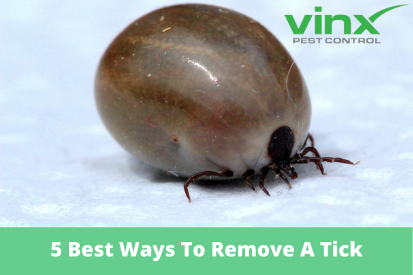 5 Best Ways To Remove A Tick