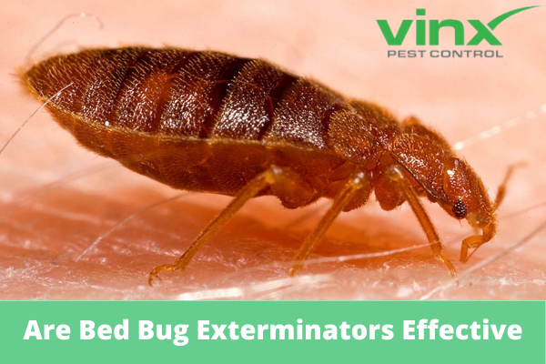 Are Bed Bug Exterminators Effective