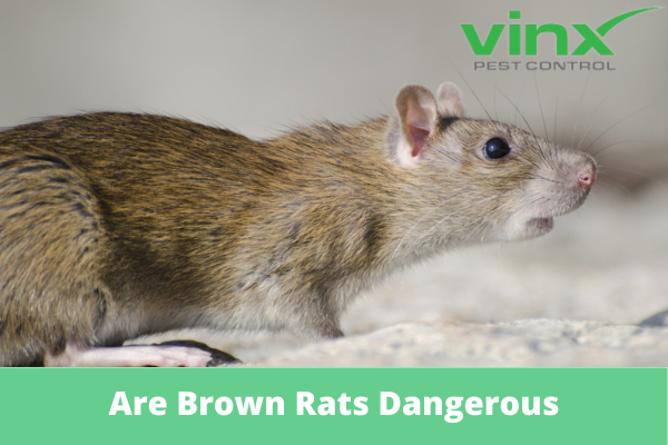 Are Brown Rats Dangerous