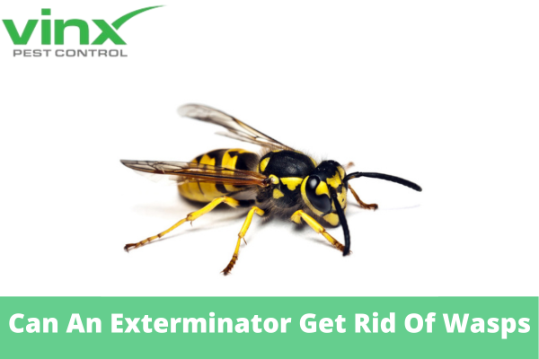 Can An Exterminator Get Rid Of Wasps