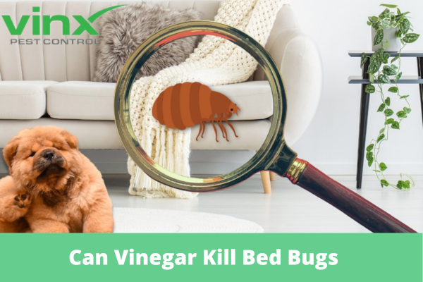 Can Vinegar Kill Bed Bugs
