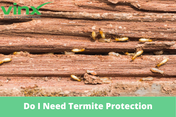 Do I Need Termite Protection