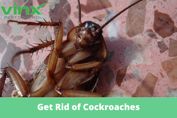 How Do Exterminators Get Rid of Cockroaches
