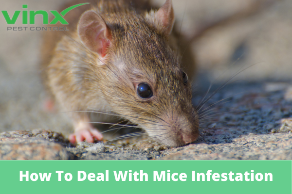 How To Deal With Mice Infestation