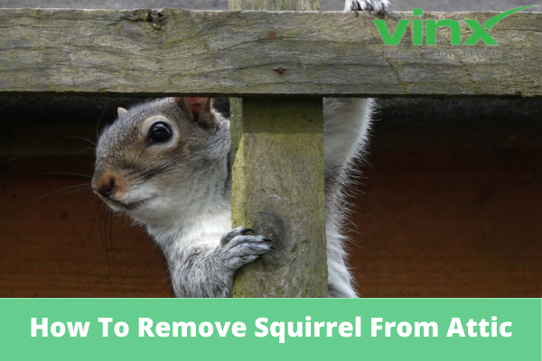 How To Remove Squirrel From Attic