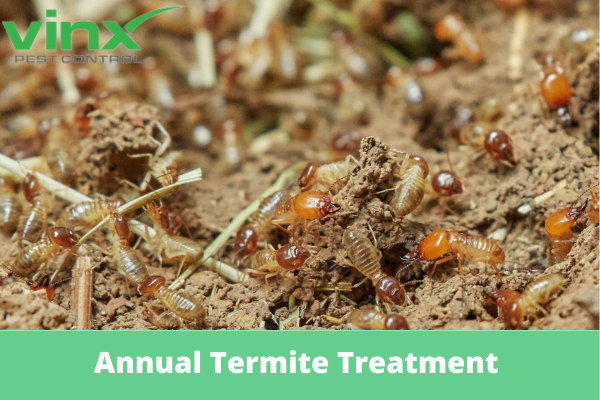 Is Annual Termite Treatment Necessary