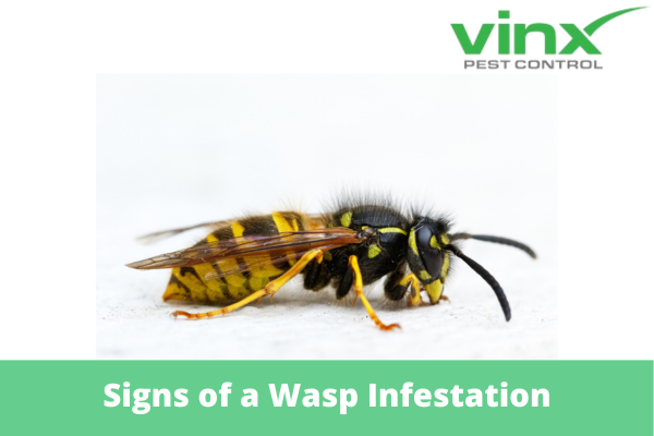 Signs of a Wasp Infestation: How to Identify the Presence of Wasps