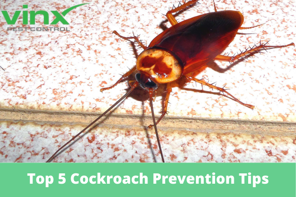 Top 5 Cockroach Prevention Tips