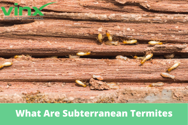 What Are Subterranean Termites
