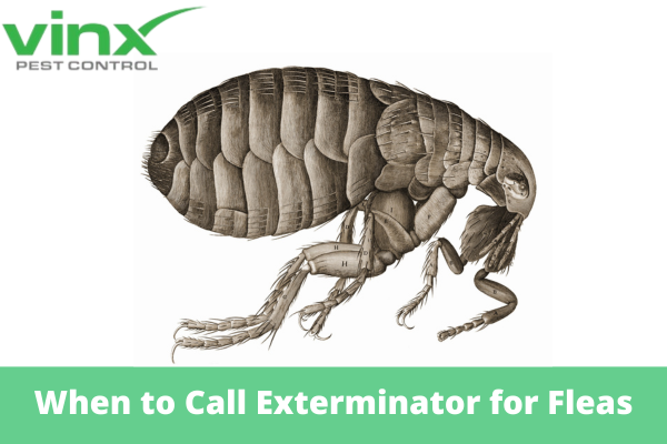 When to Call Exterminator for Fleas