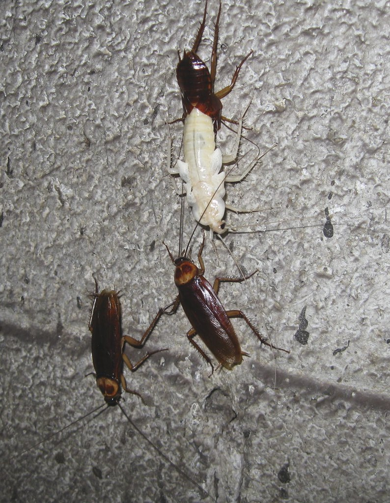 Three cockroaches on a textured gray surface, with one cockroach in the center appearing pale and white, indicating it has recently molted.