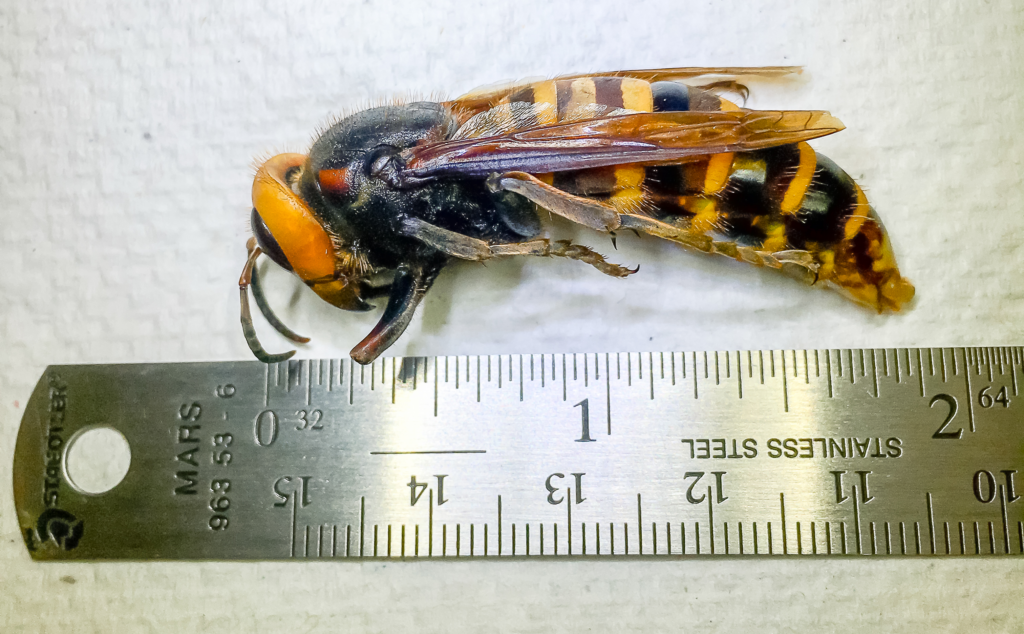 A close-up of a large hornet with orange and black markings lying next to a metal ruler for size reference, showing it to be approximately 1.5 inches long.