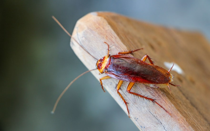 A reddish-brown cockroach perched on the corner of a wooden surface, with its antennae extended forward and legs gripping the edge.