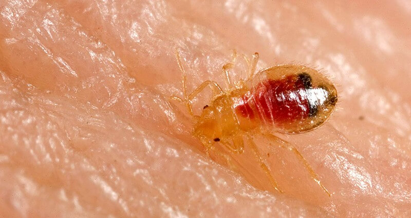 Close-up image of a translucent bed bug nymph with a red abdomen, indicating a recent feeding, crawling on human skin.