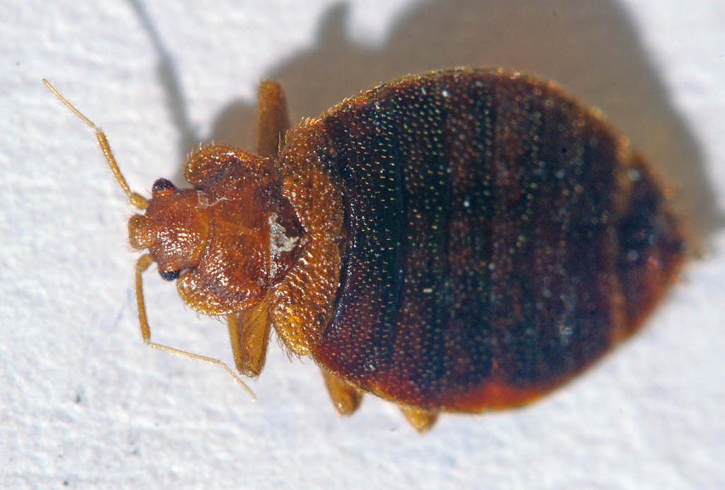 A close-up image of a bed bug with a reddish-brown, oval-shaped, and flattened body, showing fine hairs and ridges on its back, positioned on a light surface.