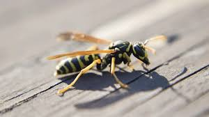 A close-up image of a yellow and black striped wasp walking on a wooden surface, with its wings slightly spread and legs visible.
