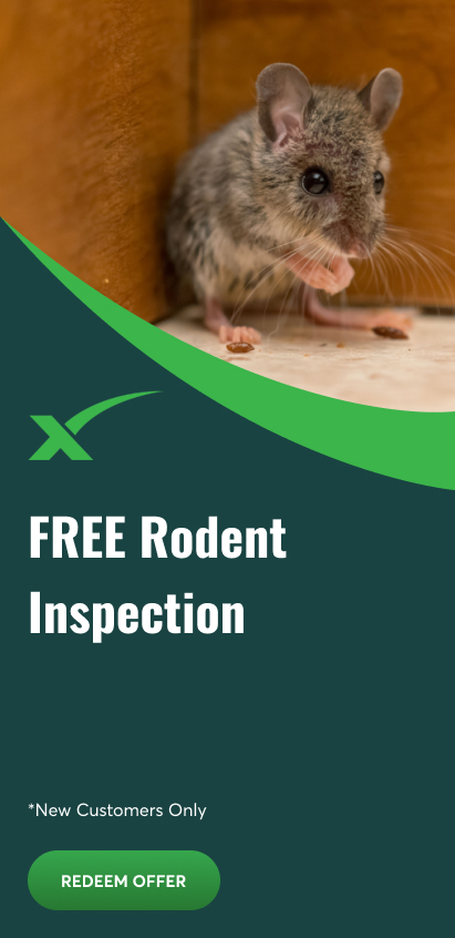 FREE Rodent Inspection