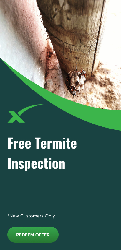 Free Termite Inspection