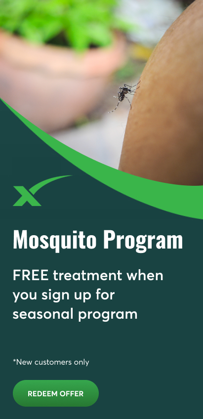 Mosquito Program