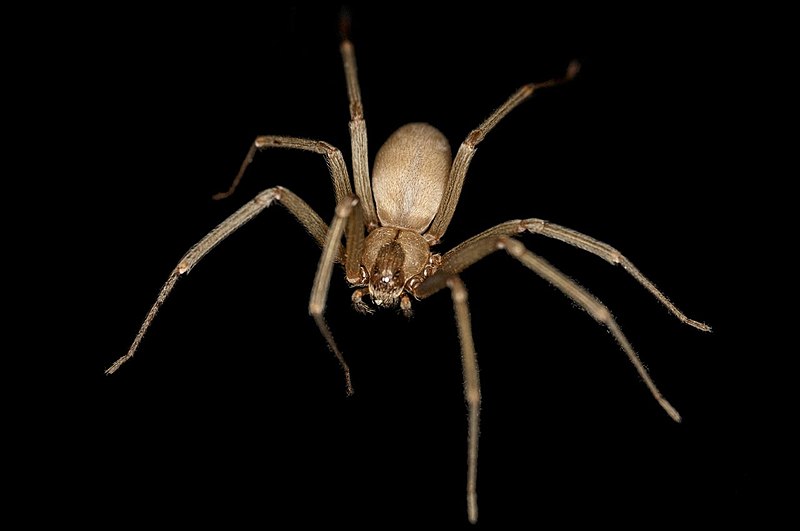 Types of Spiders in South Carolina and Dallas