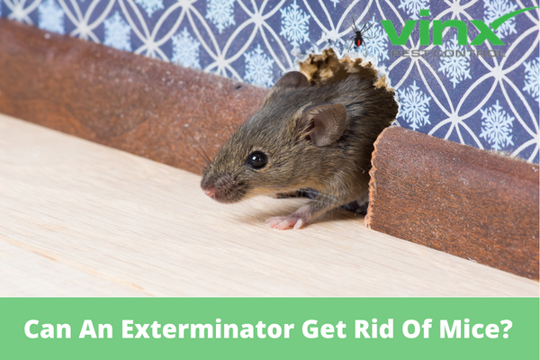 Can An Exterminator Get Rid Of Mice?