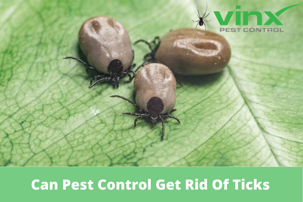 Can Pest Control Get Rid Of Ticks