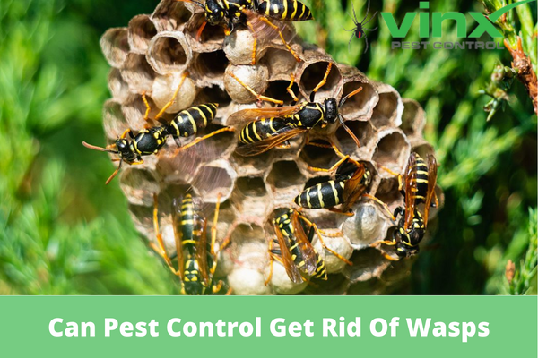 Can Pest Control Get Rid Of Wasps
