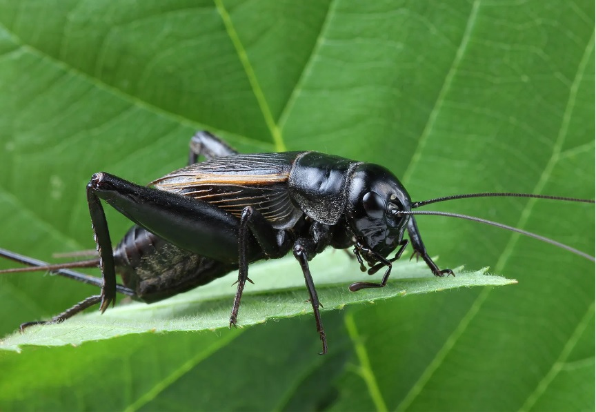 Are Crickets Harmful Insects?