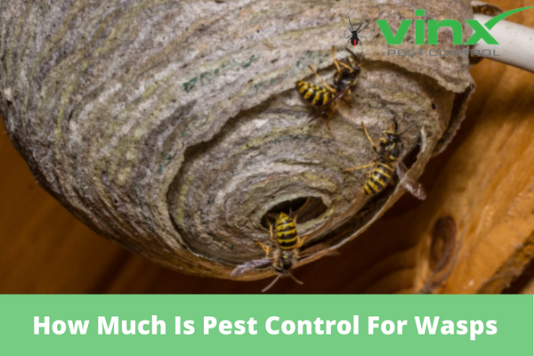 How Much Is Pest Control For Wasps