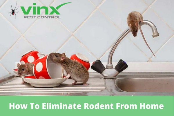How To Eliminate Rodent From Your Home