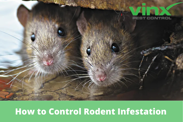 How to Control Rodent Infestation