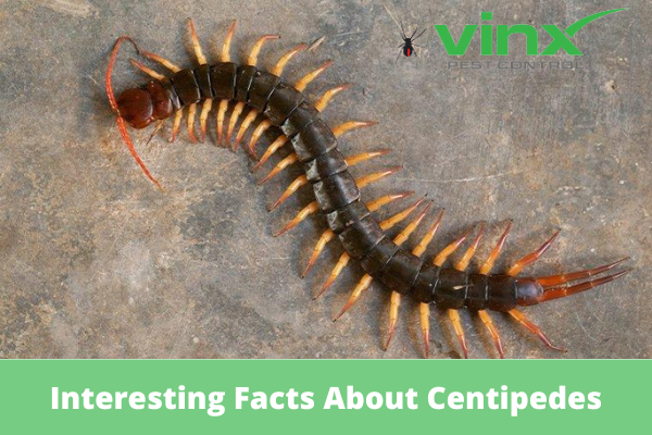 Interesting Facts About Centipedes