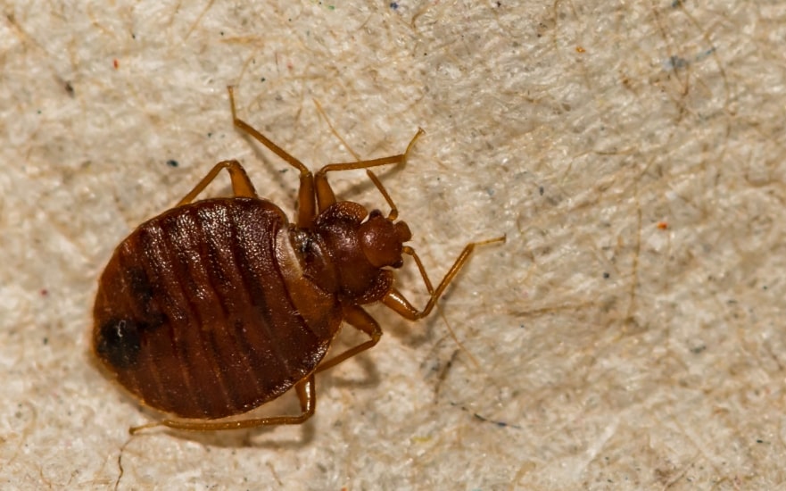 BED BUG CONTROL EXPERTS