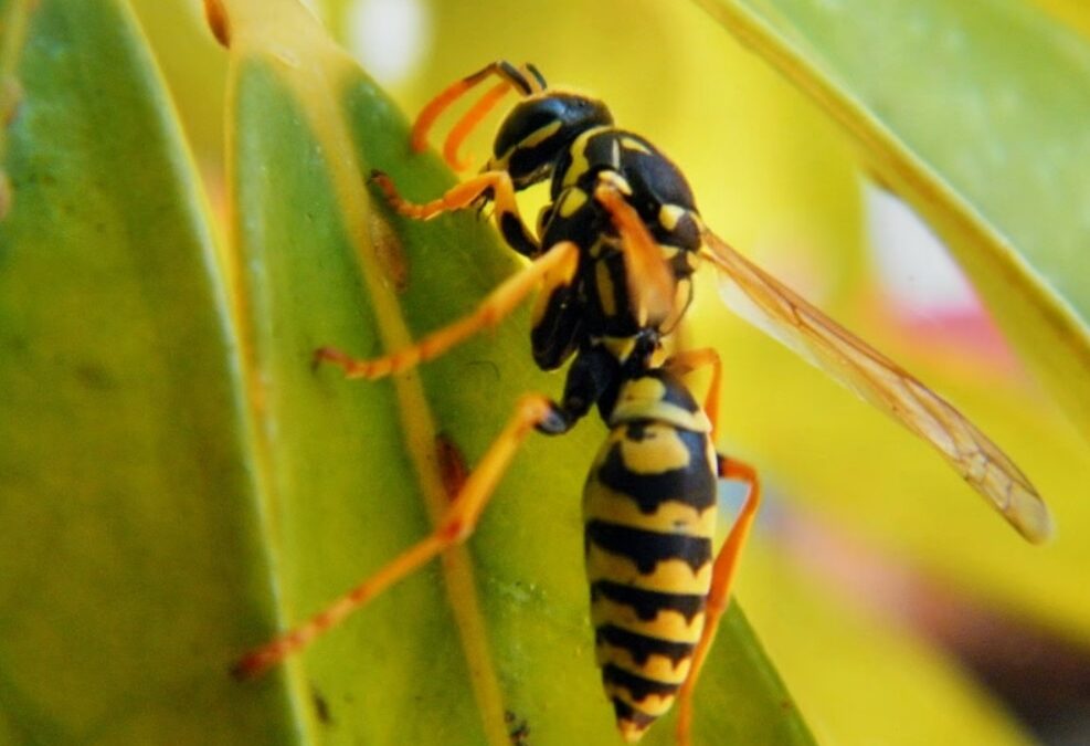 Seven Easy & Effective Wasp Control Tips