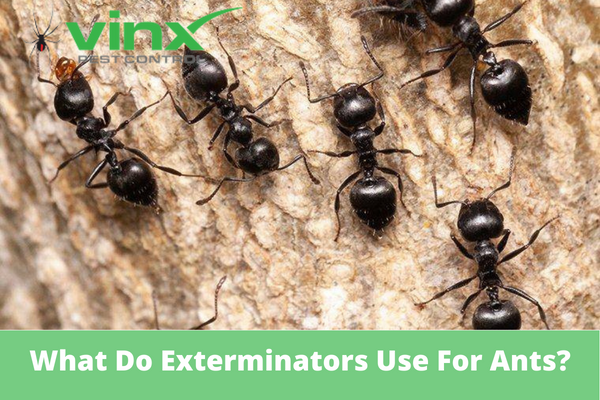 What Do Exterminators Use For Ants?