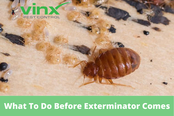 What To Do Before Exterminator Comes For Bed Bugs