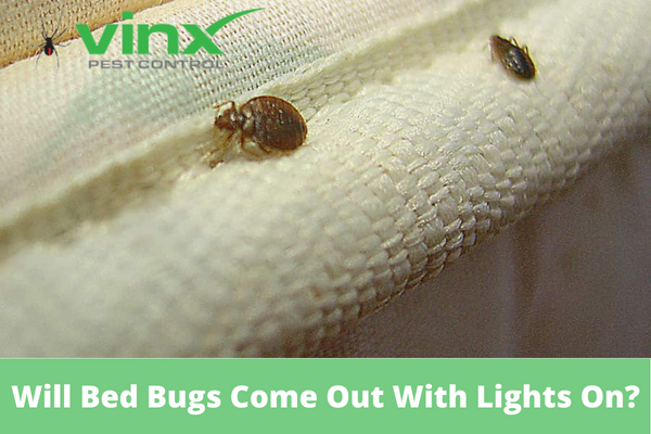 Will Bed Bugs Come Out With Lights On?