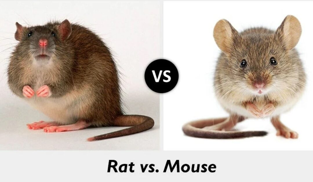 Rat vs. Mouse – What Makes Them Different!