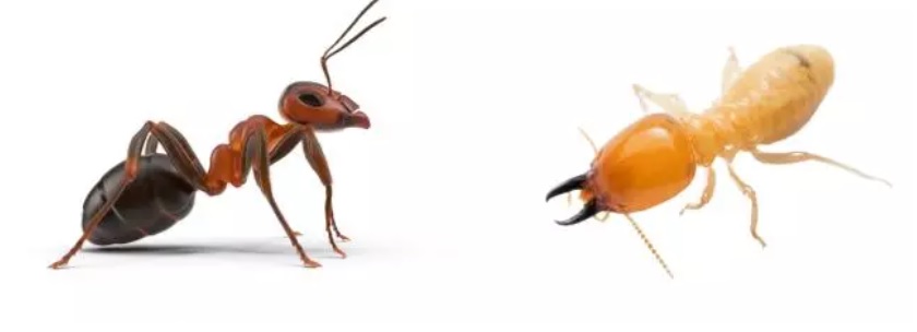 Everything You Need to Know About Ant and Termite