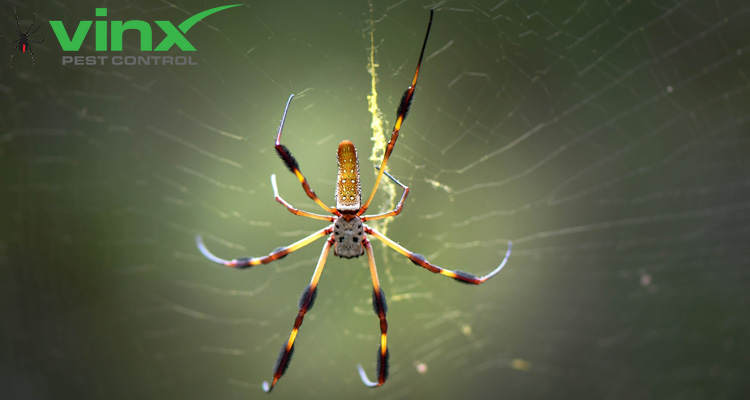 Are Banana Spiders Poisonous? 