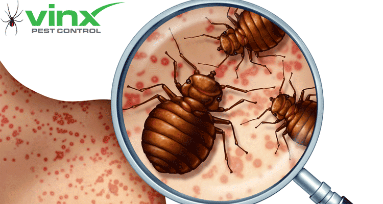 What Are Bed Bugs? How To Identify Bed Bug Bites in 10 Steps