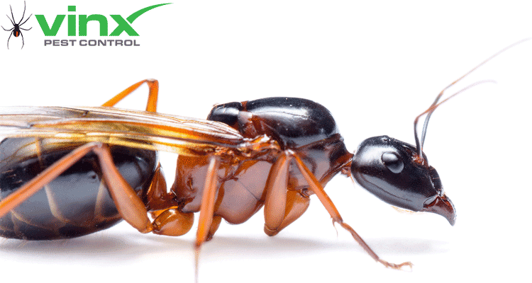 Carpenter Ants Texas