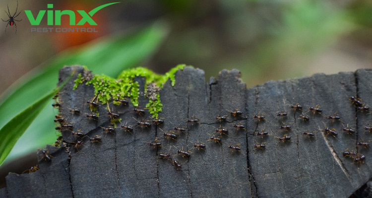 The Difference Between Carpenter Ants and Termites