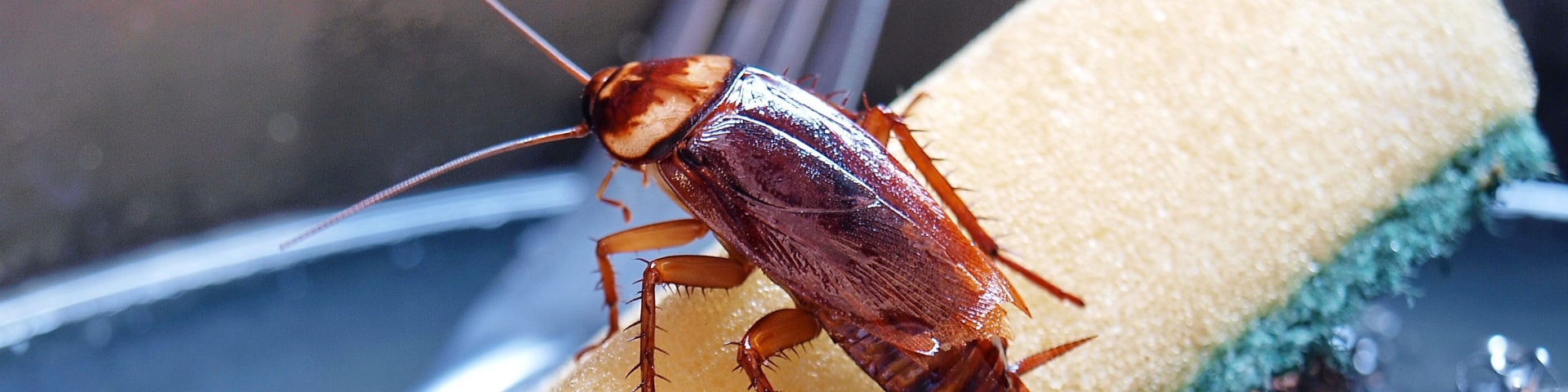 Cockroach Control In Allen Tx Local Roach Exterminator