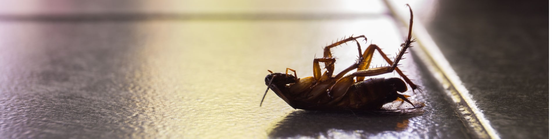 Cockroach Control In Fate Tx Local Roach Exterminator